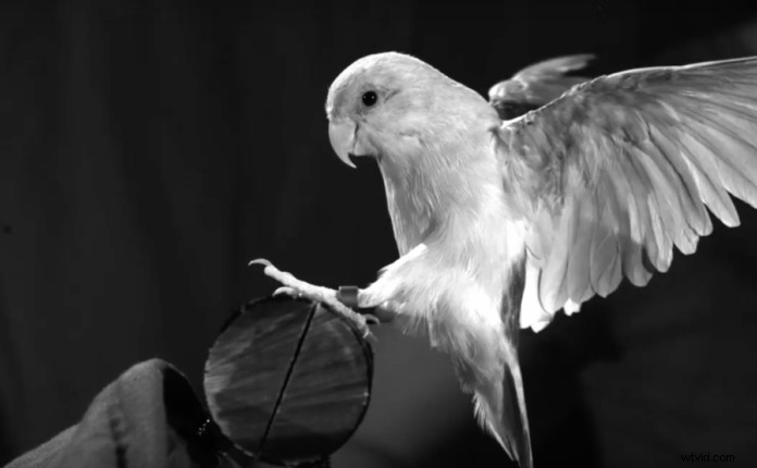 Bird-Inspired Perching: Revolutionizing Safer UAV Landings Like Real Birds