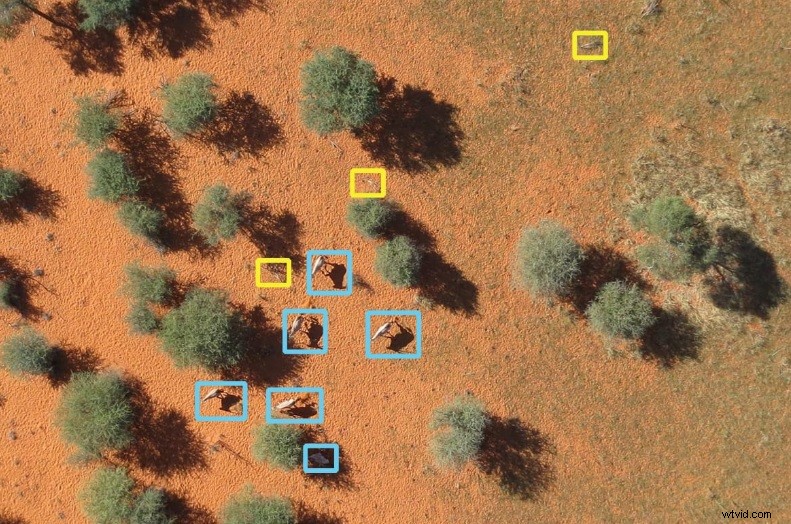 Drones Revolutionizing Wildlife Monitoring and Conservation
