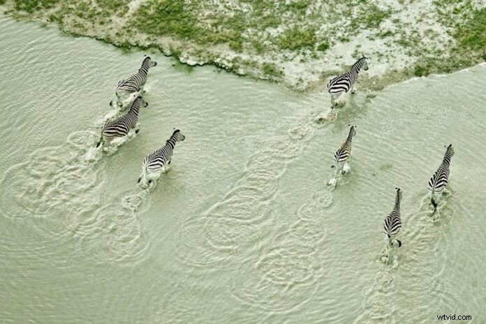 Harnessing Drones for Advanced Wildlife Monitoring and Nature Conservation