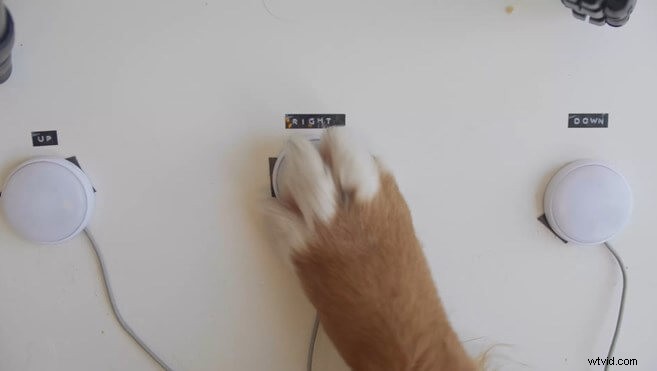 Train Your Dog to Edit Videos: Mental Stimulation for Injured Pups in Premiere Pro