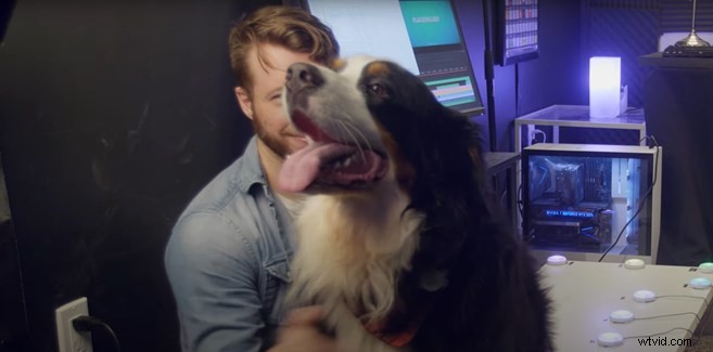 Train Your Dog to Edit Videos: Mental Stimulation for Injured Pups in Premiere Pro