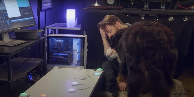 Train Your Dog to Edit Videos: Mental Stimulation for Injured Pups in Premiere Pro