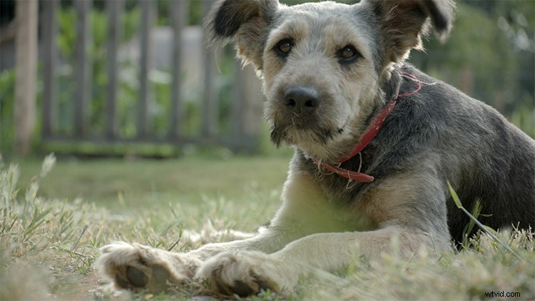 Master Premiere Pro 2019 Lumetri Curves: Hue, Saturation & Luminance Video Tutorial