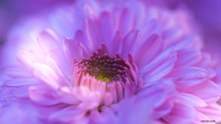 Master Creative Bokeh Effects: Free Prism Overlays Tutorial for Premiere Pro