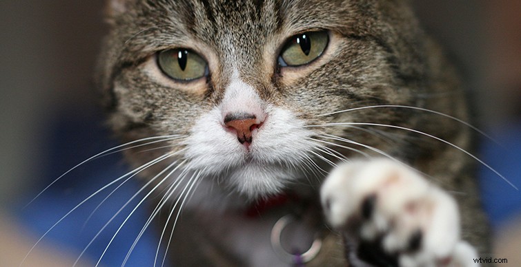 Mastering Cinematography: Expert Tips for Foreground, Middleground & Background Composition