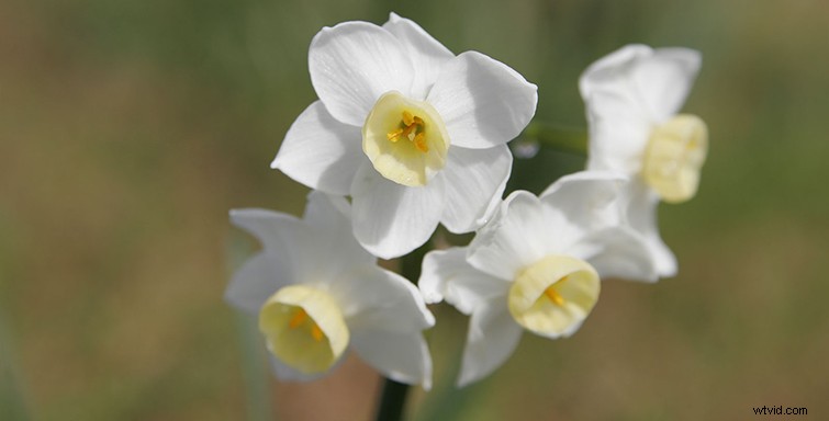 Mastering Cinematography: Expert Tips for Foreground, Middleground & Background Composition