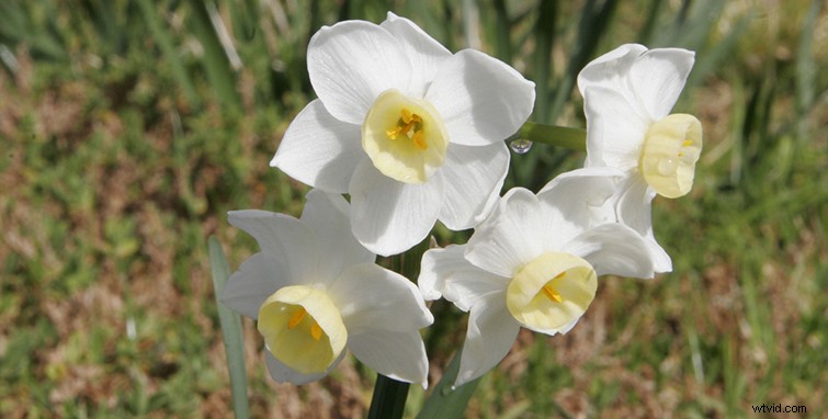 Mastering Cinematography: Expert Tips for Foreground, Middleground & Background Composition