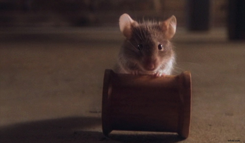 Expert Tips for Working with Animal Actors on Film Sets