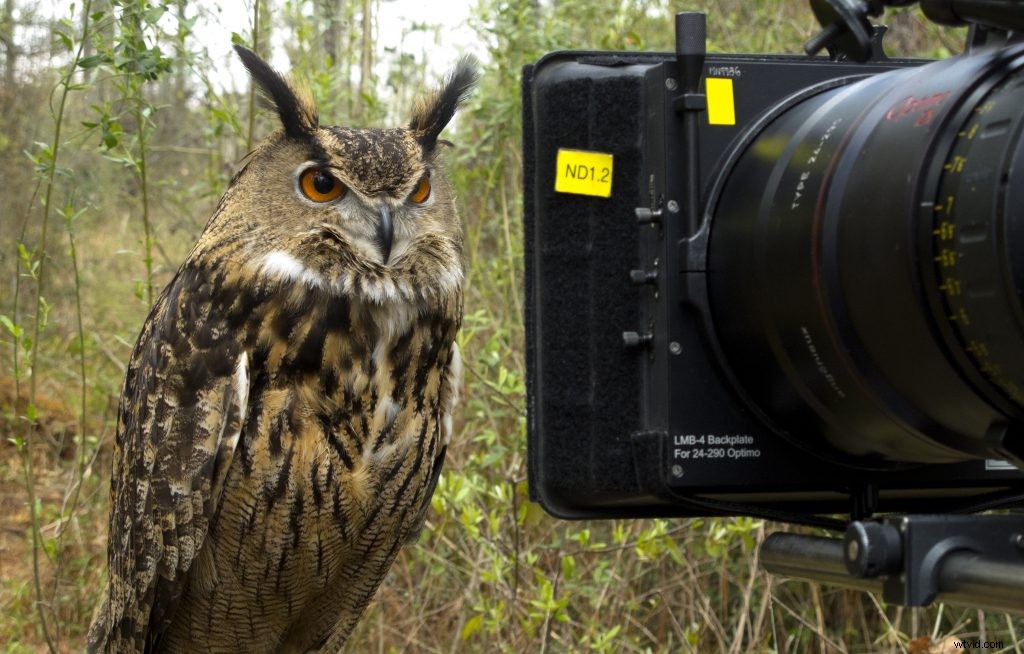 Expert Tips for Working with Animal Actors on Film Sets