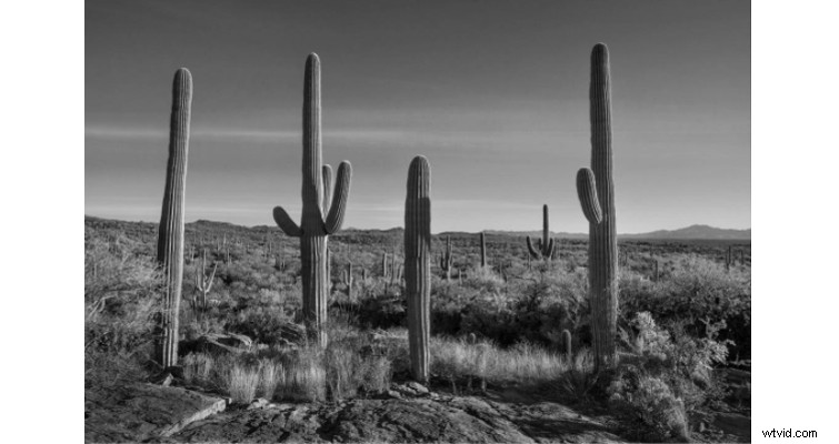 Elevate Your Cinematography: Inspiration from Visionary Photographers