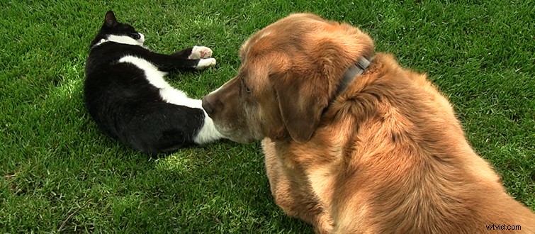 Capture Stunning Time-Lapse Videos: Expert Tips & Tutorial