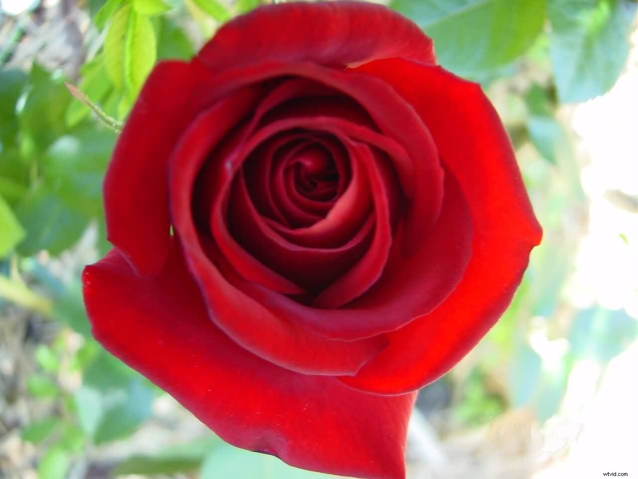 Best Free Royalty-Free Image Websites: Download Copyright-Free Photos Safely