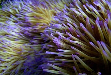 Best Free Royalty-Free Image Websites: Download Copyright-Free Photos Safely