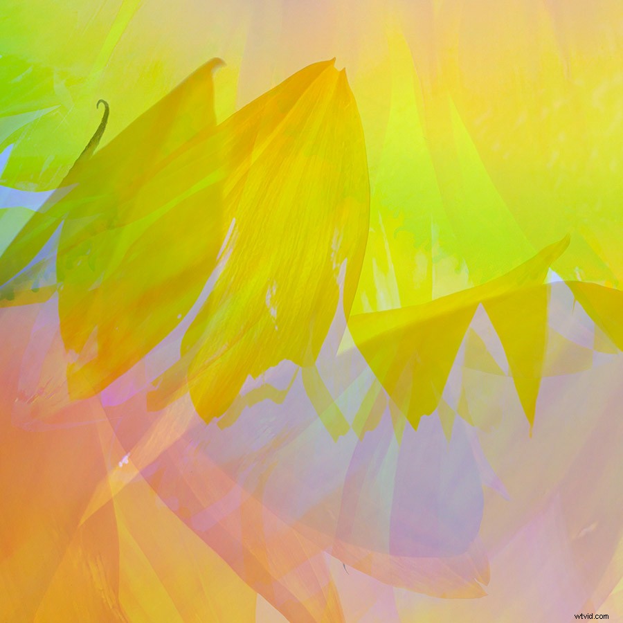 21 Expert Tips for Capturing Stunning Garden Photographs