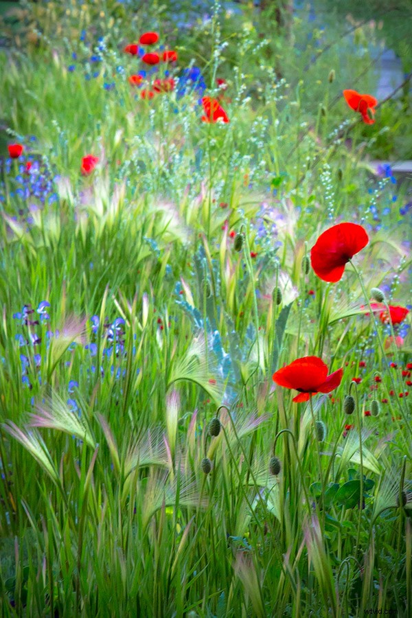 21 Expert Tips for Capturing Stunning Garden Photographs