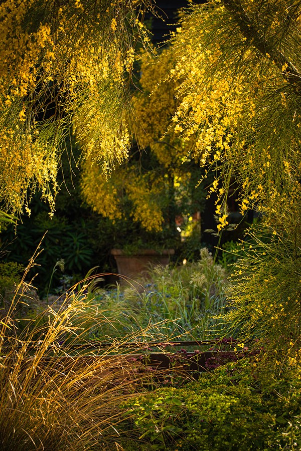 21 Expert Tips for Capturing Stunning Garden Photographs