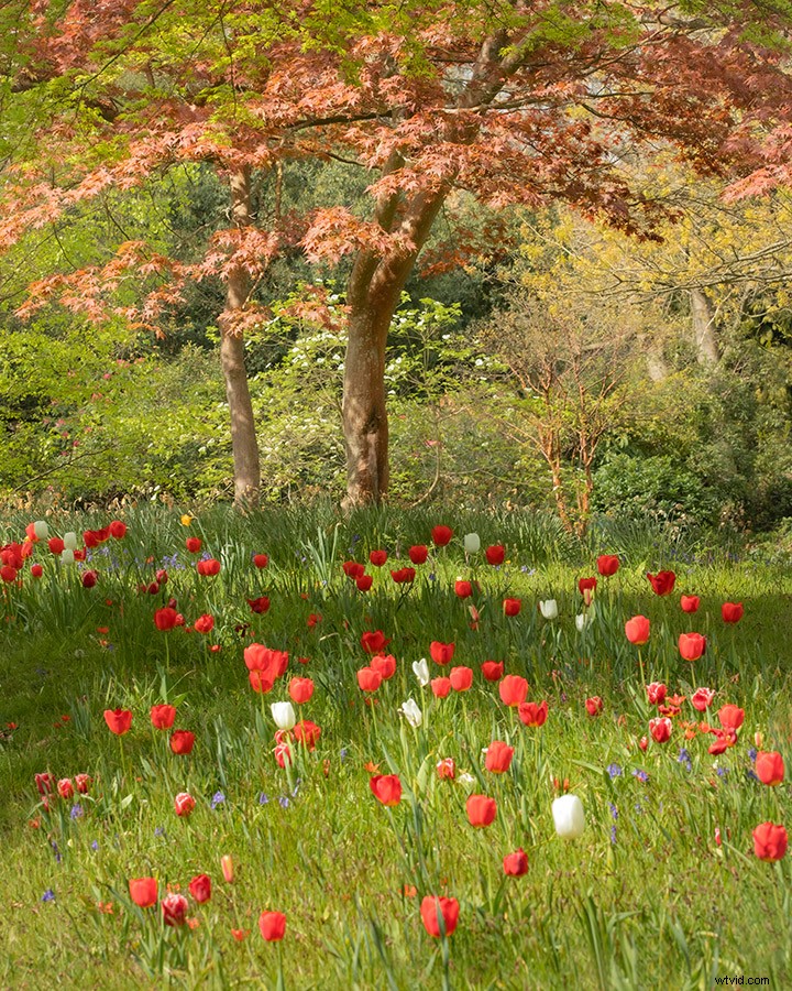21 Expert Tips for Capturing Stunning Garden Photographs
