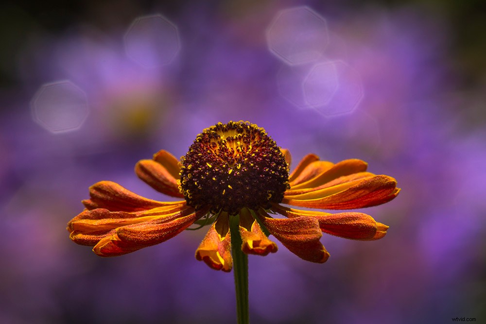 21 Expert Tips for Capturing Stunning Garden Photographs