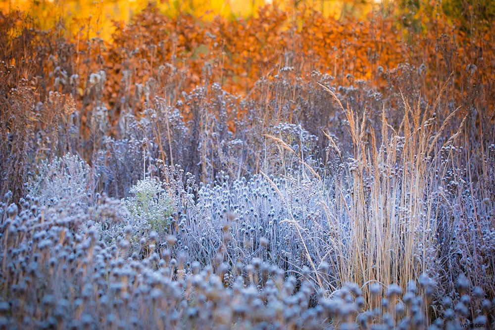 21 Expert Tips for Capturing Stunning Garden Photographs
