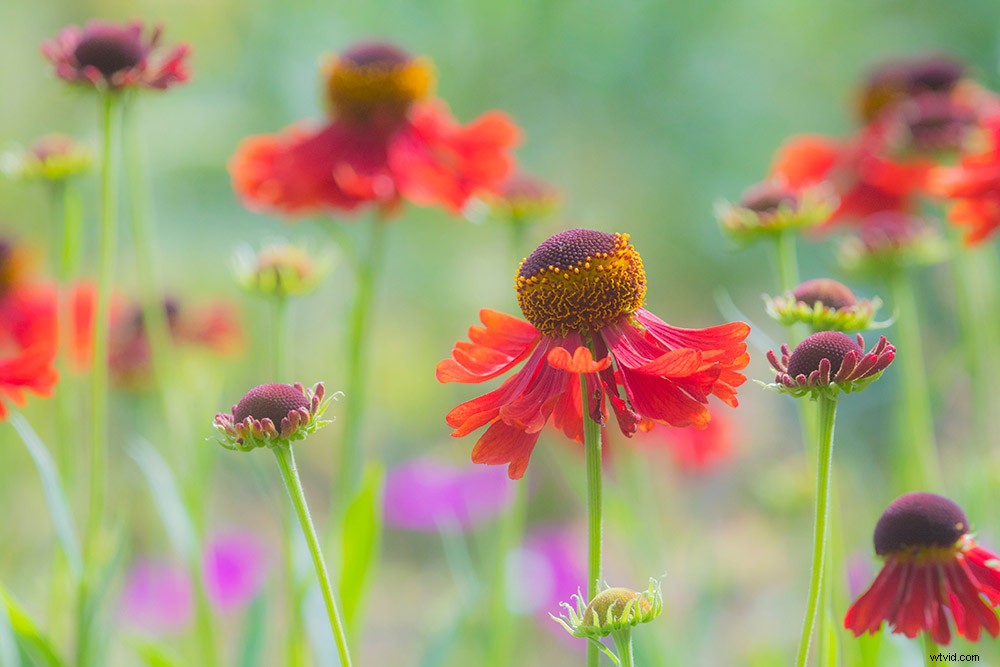 21 Expert Tips for Capturing Stunning Garden Photographs