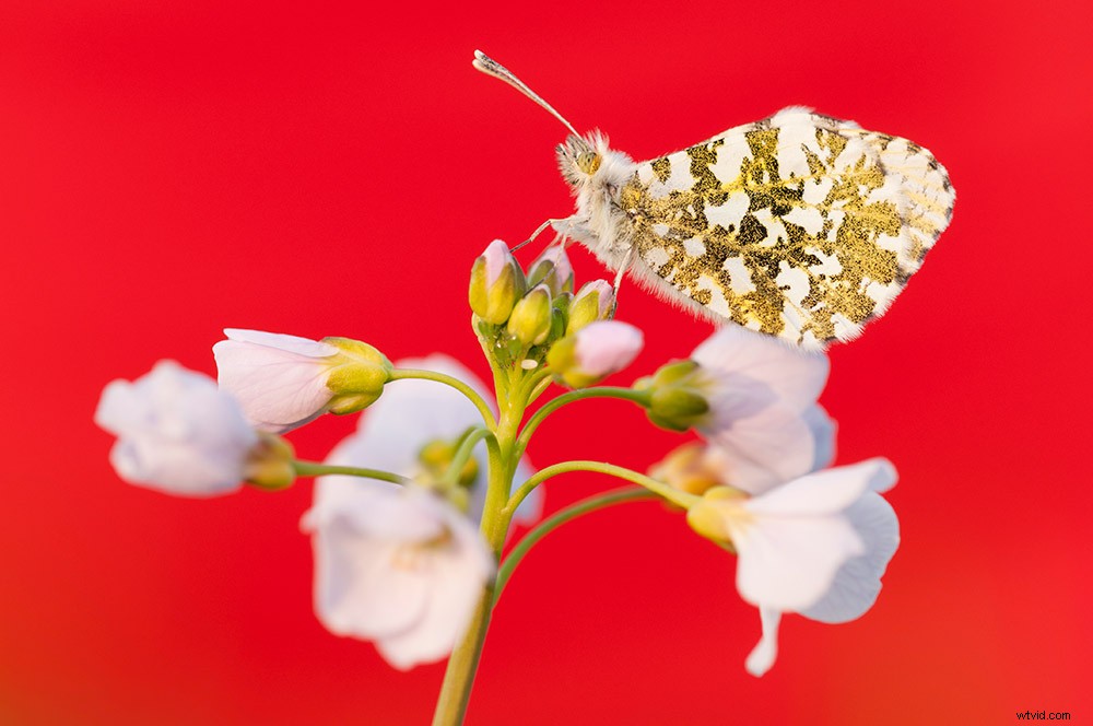 Master Creative Color Use in Photography: Psychology Tips and Techniques