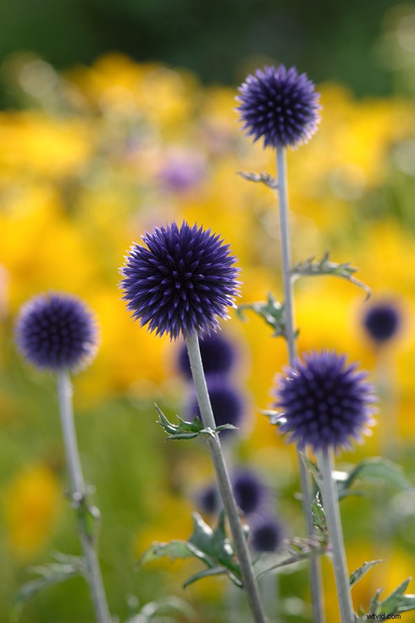 Master Creative Color Use in Photography: Psychology Tips and Techniques