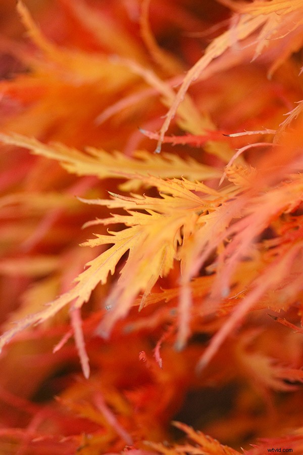 Master Creative Color Use in Photography: Psychology Tips and Techniques