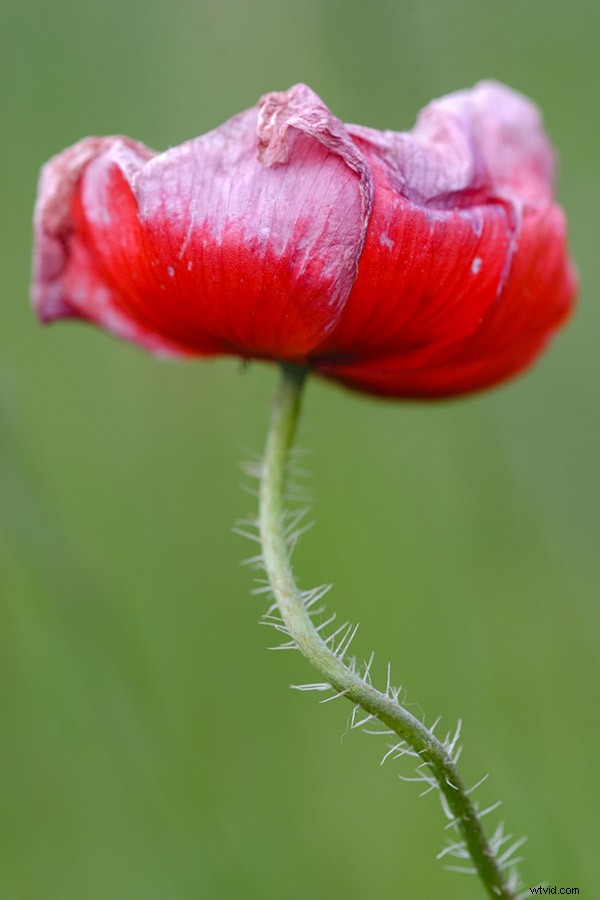 Master Creative Color Use in Photography: Psychology Tips and Techniques