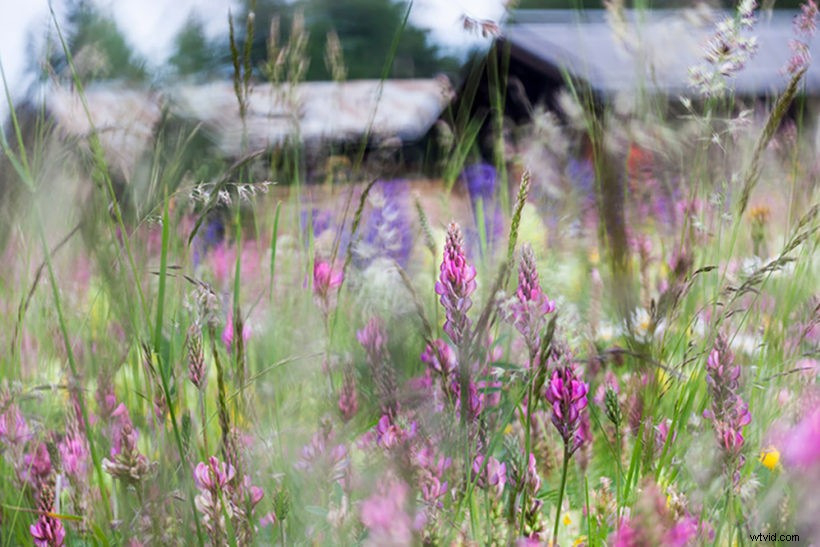 7 Expert Tips for Capturing Stunning Spring Flower Photos