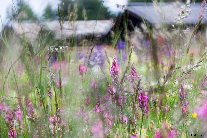 7 Expert Tips for Capturing Stunning Spring Flower Photos