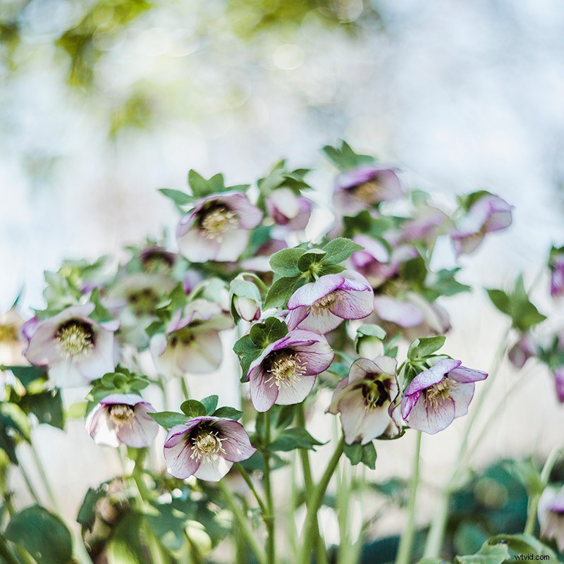 7 Expert Tips for Capturing Stunning Spring Flower Photos