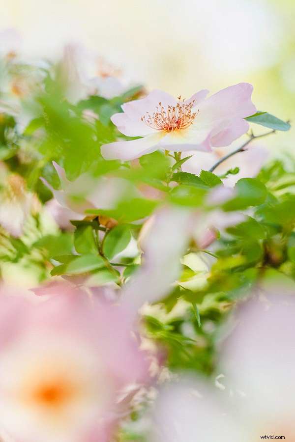 7 Expert Tips for Capturing Stunning Spring Flower Photos