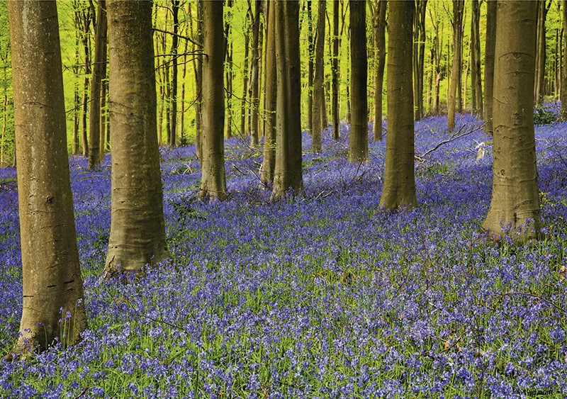 33 Pro Tips for Stunning Spring Landscape Photography from Top Experts