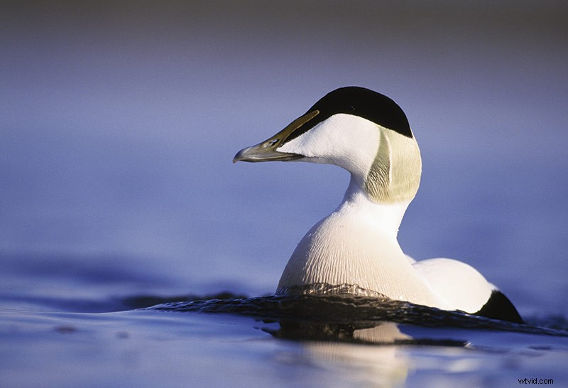 33 Pro Tips for Stunning Spring Landscape Photography from Top Experts