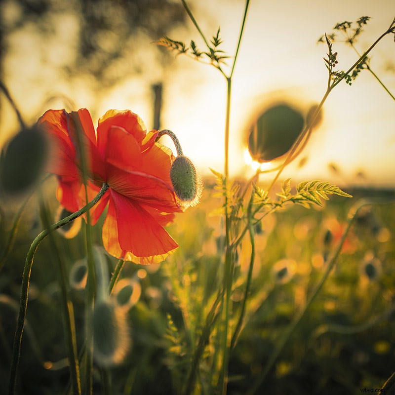 33 Pro Tips for Stunning Spring Landscape Photography from Top Experts