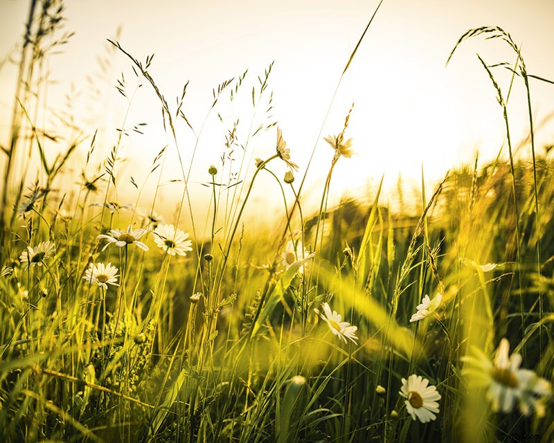 33 Pro Tips for Stunning Spring Landscape Photography from Top Experts