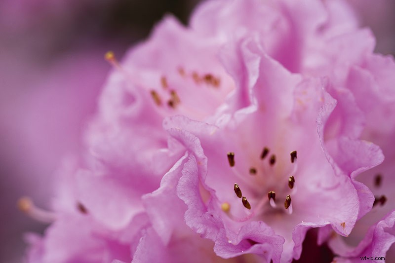 33 Pro Tips for Stunning Spring Landscape Photography from Top Experts