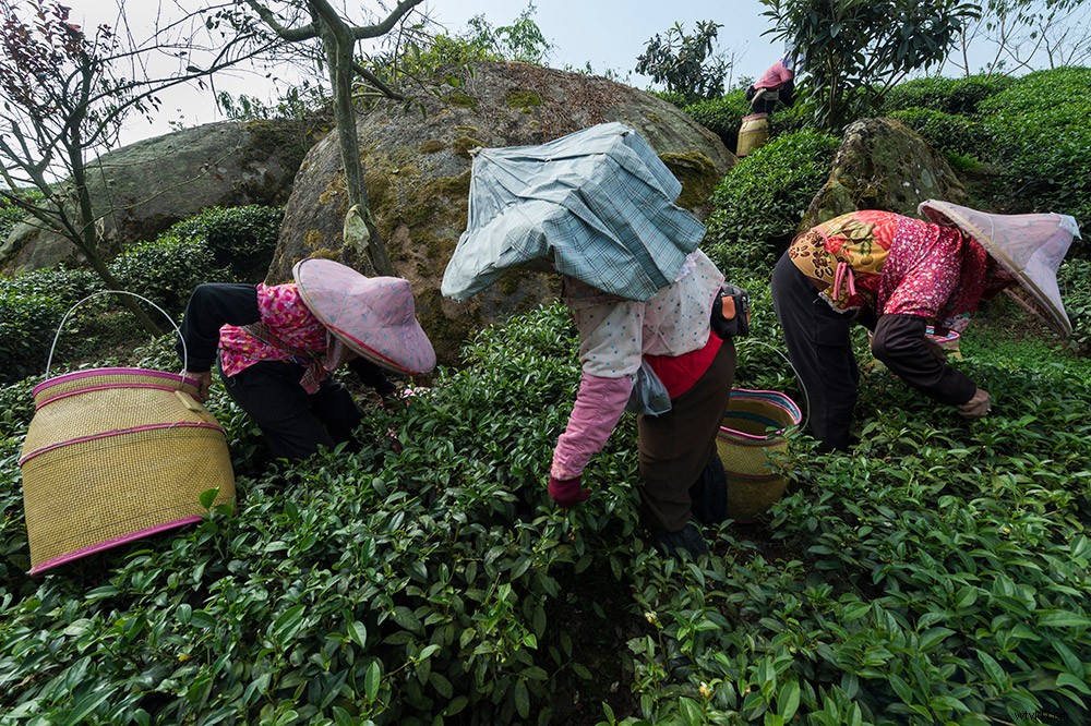 Master Photography Composition: Michael Freeman s Expert Guide