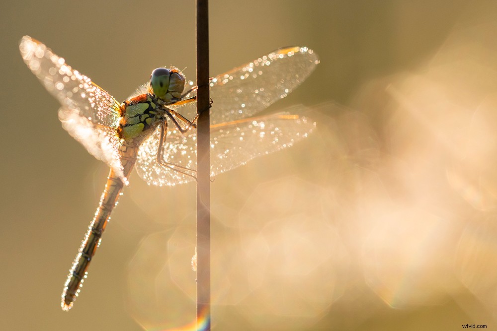 Expert Tips: Retain Highlights for Flawless Exposures Every Time