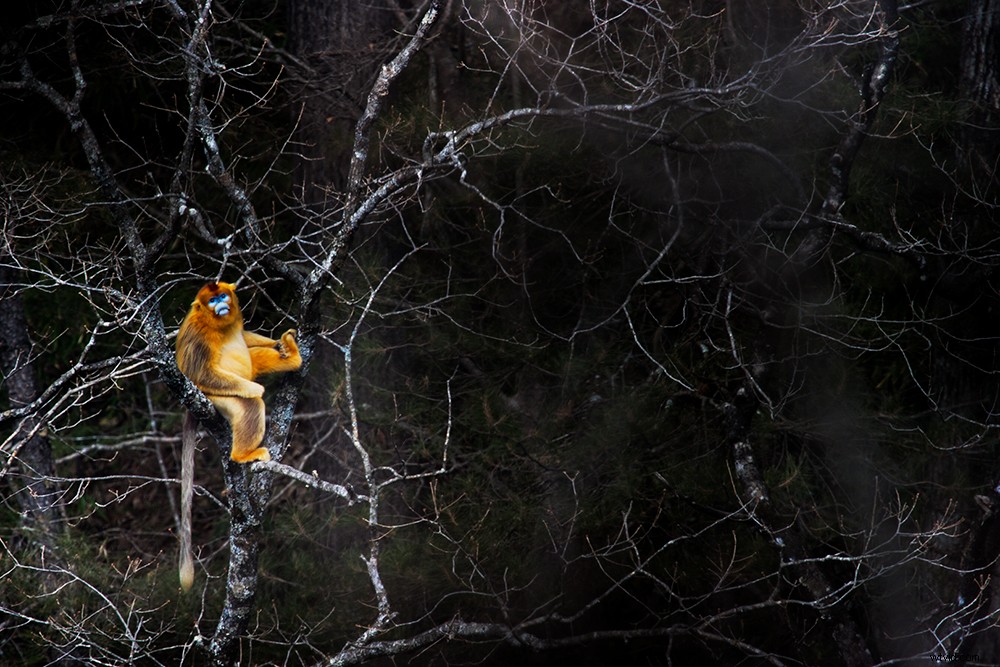 Expert Tips: Master Adventure, Wildlife & Portrait Photography While Traveling