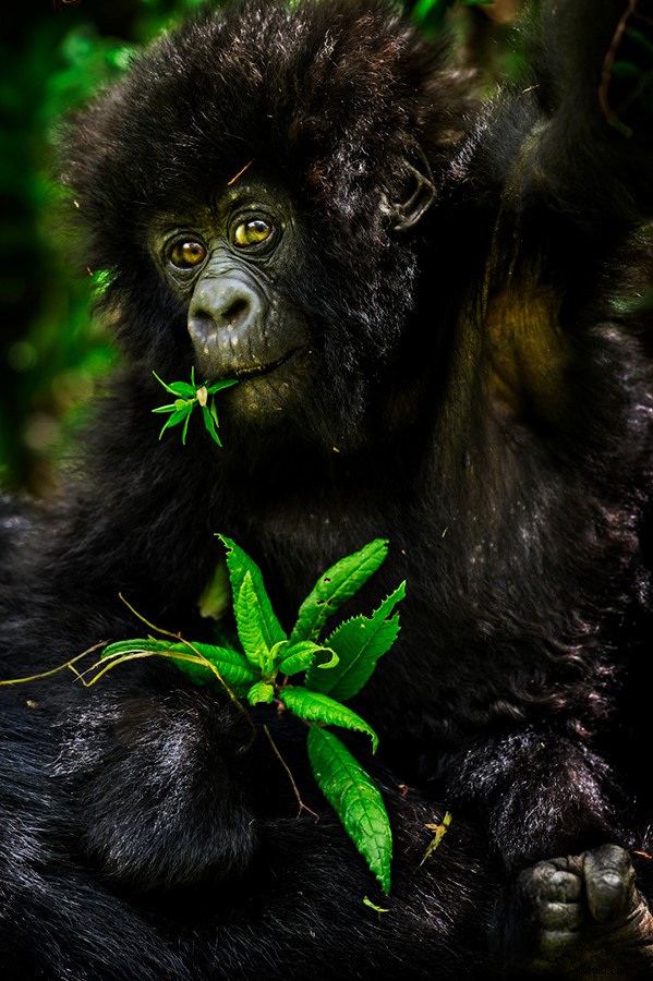 Expert Tips: Master Adventure, Wildlife & Portrait Photography While Traveling