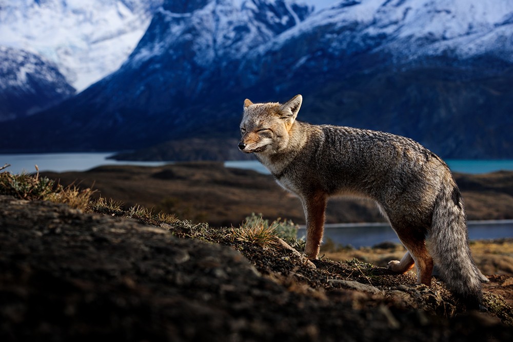 Expert Tips: Master Adventure, Wildlife & Portrait Photography While Traveling