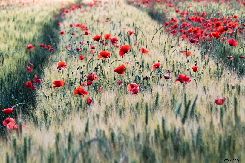 Intimate Spring Landscapes: Expert Tips for Standout Photography