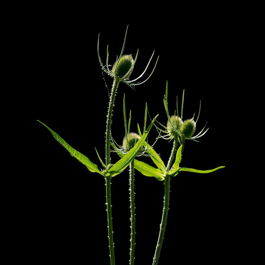 Intimate Spring Landscapes: Expert Tips for Standout Photography