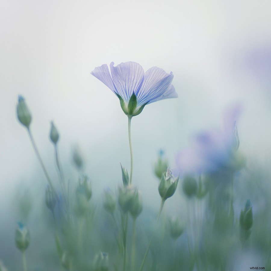 Intimate Spring Landscapes: Expert Tips for Standout Photography