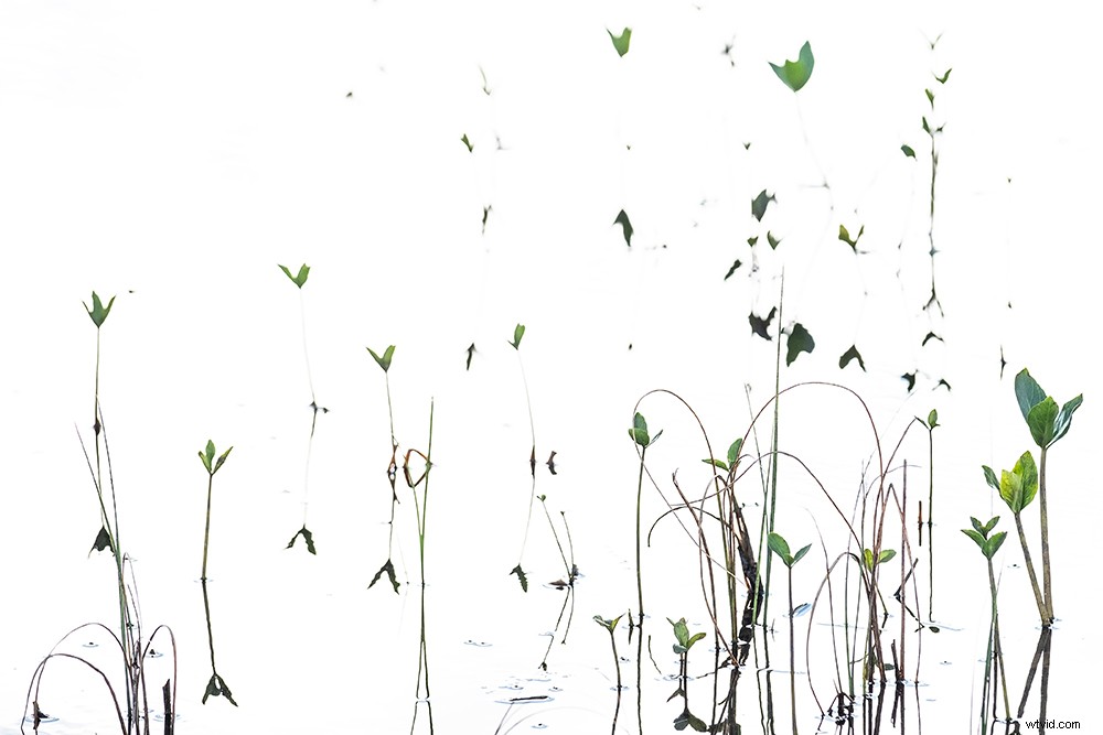 Intimate Spring Landscapes: Expert Tips for Standout Photography