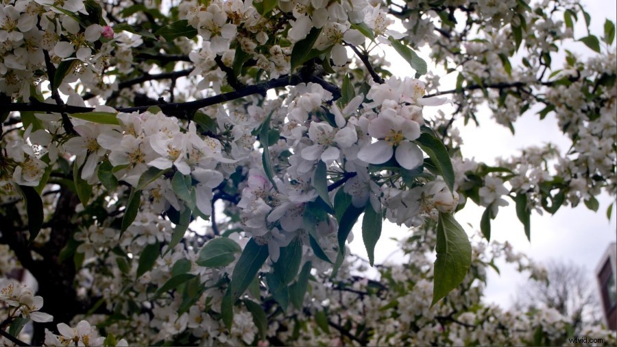 Master Crushed Shadows & Blown Highlights: Essential Guide with Examples