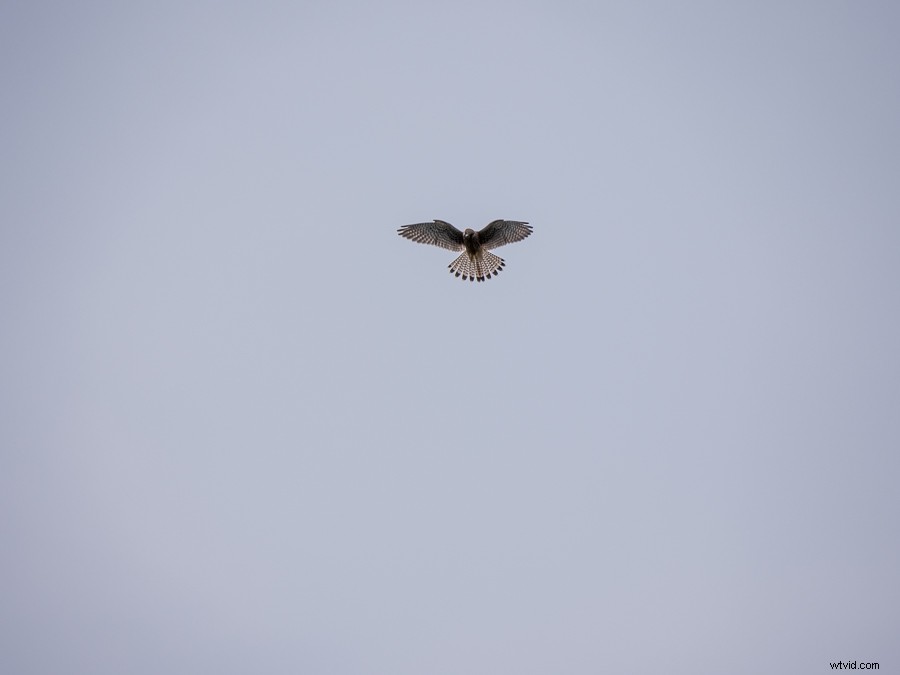 Panasonic Leica 100-400mm f/4-6.3 Lens Review: In-Depth Tests, Videos & Photo Samples