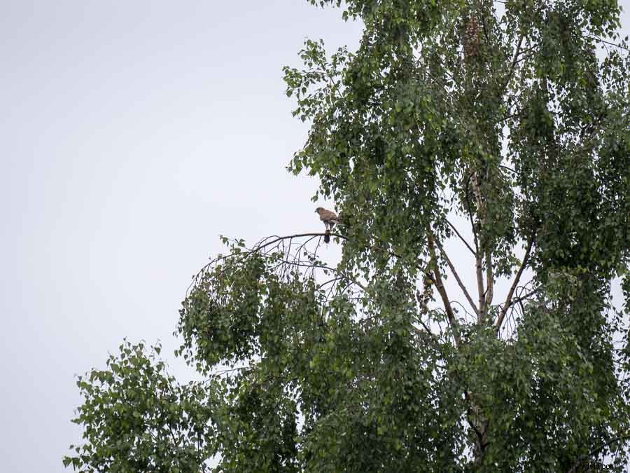 Panasonic Leica 100-400mm f/4-6.3 Lens Review: In-Depth Tests, Videos & Photo Samples