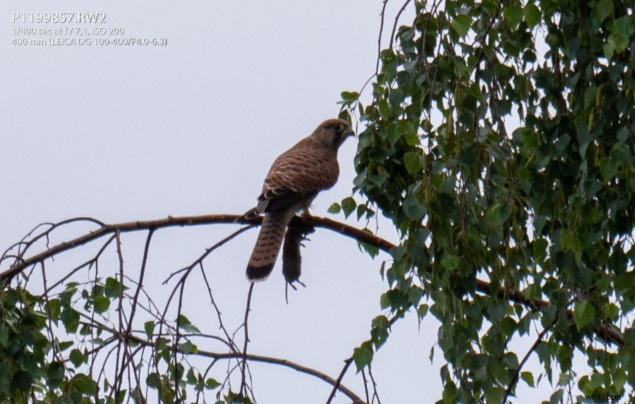 Panasonic Leica 100-400mm f/4-6.3 Lens Review: In-Depth Tests, Videos & Photo Samples